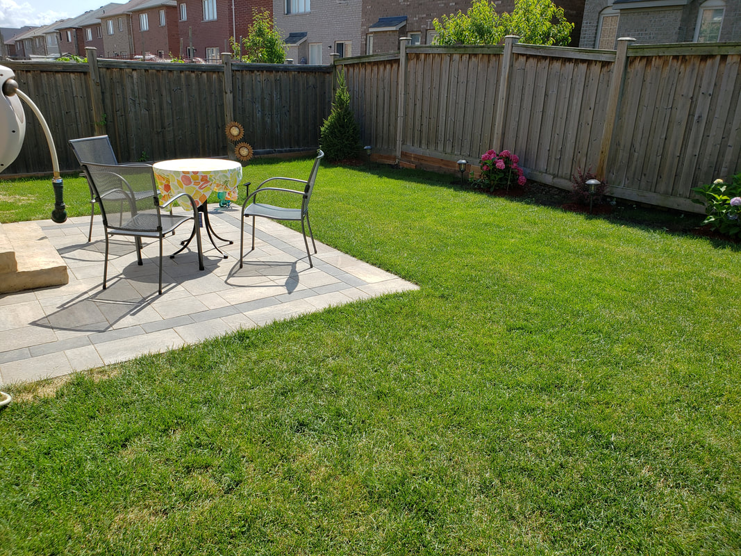 Lush green backyard lawn